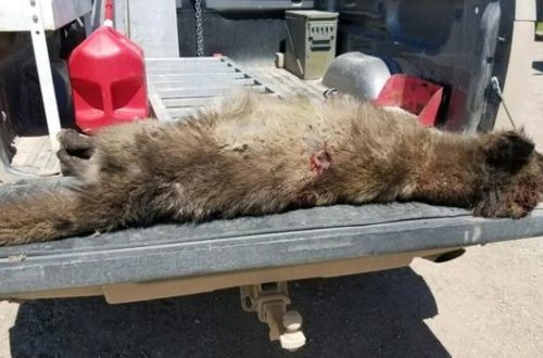 Zooloqlar çaşqınlıq içində: müəmmalı yırtıcı – FOTO