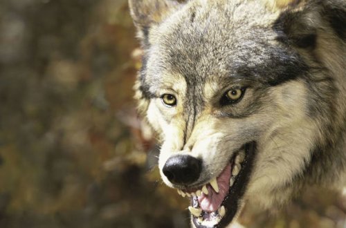 Qarabağda canavarlar uşaqları parçaladı