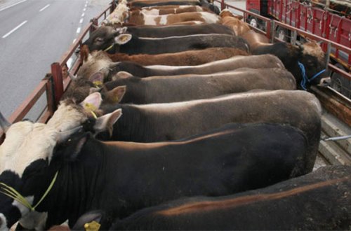 Həmyerlisinin 4500 manatlıq mal-qarasını oğurlayıb