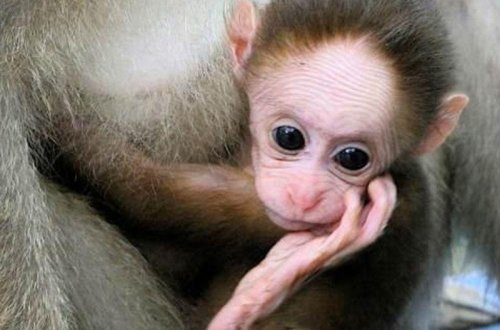 Yeni təhlükəli virus yayılıb - Meymun qripi