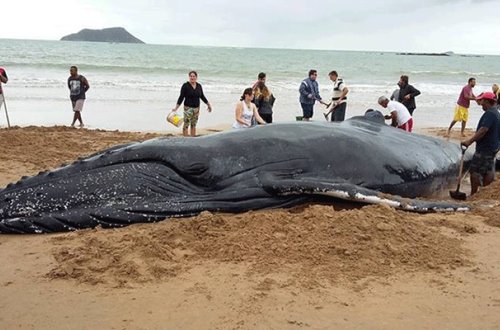 Ölən balinanın mədəsindən 7 kiloqram plastik qab çıxdı - Video