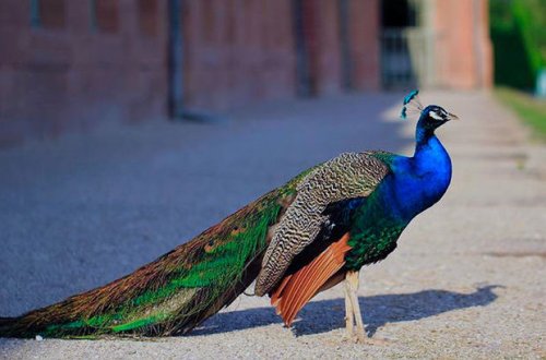 Selfiyə görə tovuzquşunu ölənə qədər incitdilər