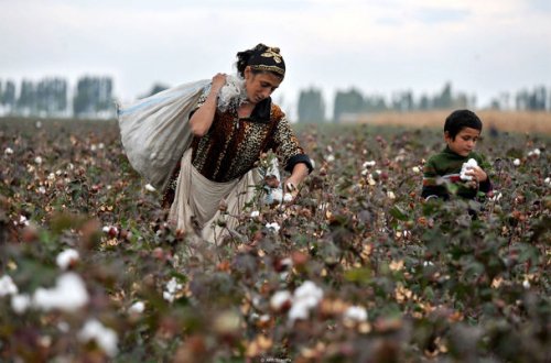 Pambıq tarlasında zəhərlənənlərlə bağlı - Rəsmi açıqlama