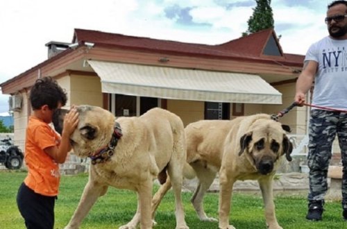 Azərbaycanda nazir oğlunun çoban iti alması Türkiyə mediasında- FOTOLAR