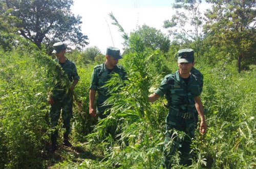 Azərbaycanın sərhəd ərazisində 940 kq narkotik maddə aşkarlandı - FOTO