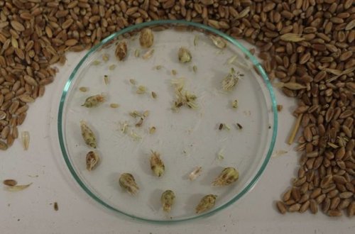 Rusiyadan gətirilən buğdada təhlükə aşkarlandı - FOTO