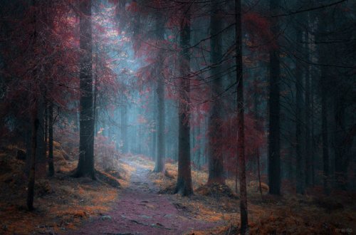 Qəribə məxluq argentinalıları qorxuda saxlayır - VİDEO