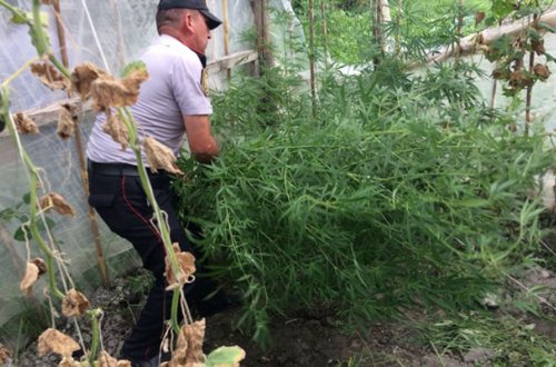 Parnikdə narkotik becərən qardaşlar - Foto