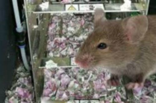 Bankomata girən siçanlar 4,5 milyon manat pul yedilər – Foto