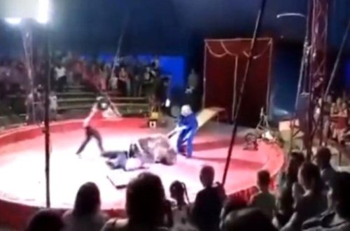 Rusiya sirkində dəhşət: Ayı təlimçini parçaladı – Video