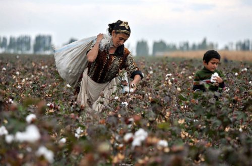 İmişlidə pambıq tarlasında zəhərlənənlərin sayı açıqlandı
