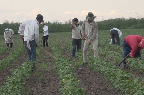 19 pambıqçı da Tərtərdə zəhərləndi