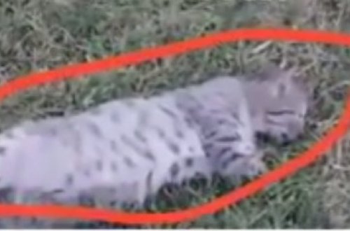 Bakıda ağlasığmaz vəhşilik: Pişiyin ayaqlarını kəsdilər - Ürəkparçalayan VİDEO