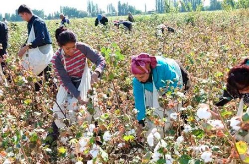 Pambıq monopoliyası: Kütləvi zəhərlənmə olayının izi ilə... (ARAŞDIRMA)