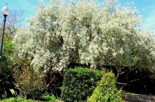 Bir iydə ağacı kəsdi, 2500 manat cərimələndi