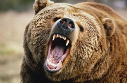 Şəkidə ayı kənd sakinlərinə hücum edib - VİDEO