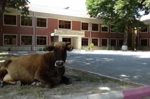 Azərbaycanda biabrçılıq: Səməd Vurğunun adını daşıyan məktəb fermaya çevrilib - VİDEO