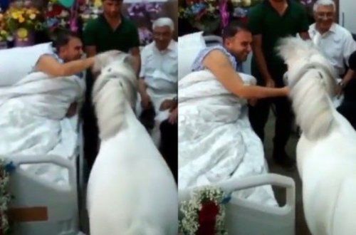 Hacı Nuranın palatasına at gətirdilər – VİDEO