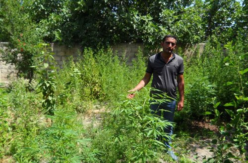 Həyətində narkotik yetişdirdi - Fotolar