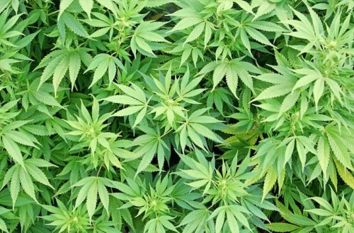 Masallıda çətənə kolları əkən şəxsl saxlanıldı