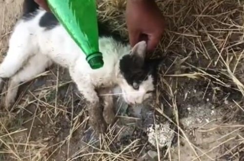 ÜRƏYİ ZƏİF OLANLAR BAXMASIN! Bakıda ağlasığmaz vəhşilik - VİDEO