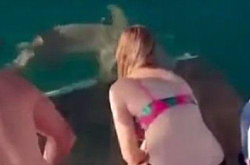 Akula onu yemləyən qızı parçalamaq istədi - VİDEO