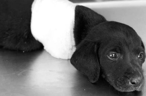 Türkiyədə heyvana qarşı daha bir vəhşilik - Təcavüz edib, yandırdılar - FOTO