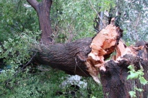 Gəncədə 16 ağac kəsən şəxs 4380 manat cərimələndi