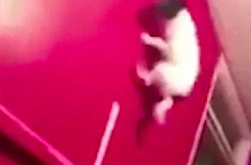 İt balasını dəfələrlə divara çırpdılar - VİDEO - FOTO