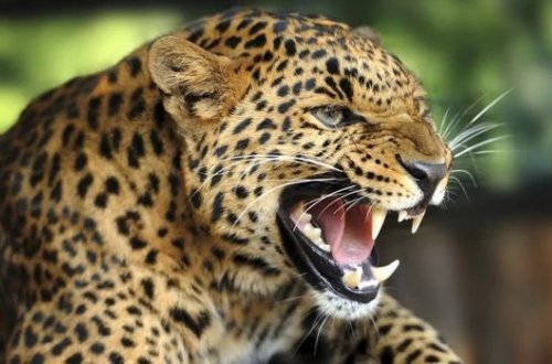 Hindistanda insanla heyvan arasında fərq qalmadı