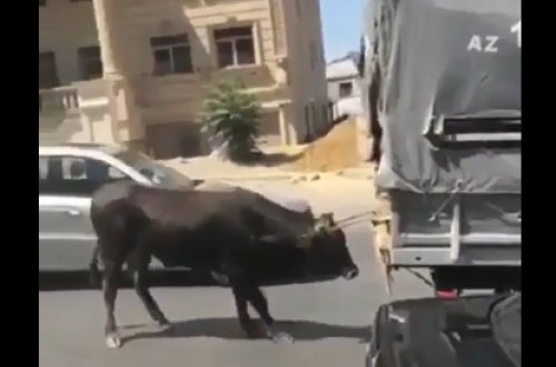 Bakıda biabırçı mənzərə – dananı yük maşınının arxasına bağlayıb sürdü - VİDEO