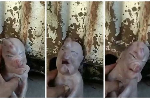 İnsan üzlü donuz doğuldu - VİDEO