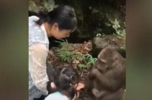 Meymun ana və qızı zooparka gəlməsinə peşman etdi - VİDEO