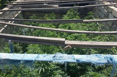 Sarayda narkotik “parnik”i tapıldı