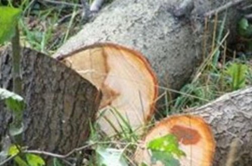 Nazirlik ağac kəsənlərlə bağlı Baş Prokurorluğa müraciət etdi