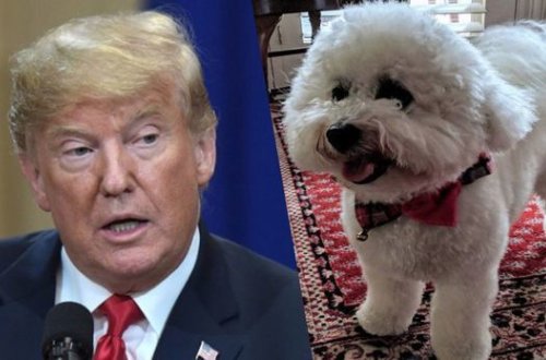 Amerikalı konqresmen Trampı “Putinin pudeli” adlandırdı