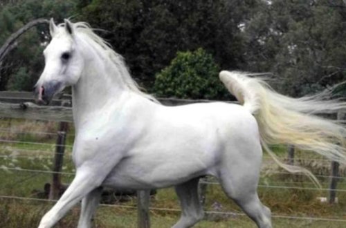 Ata təcavüz edən şəxsin ifadəsi şoka saldı: 