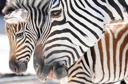 Zooparkdakı bu saxtakarlıq dünyanın gündəmi oldu – FOTO