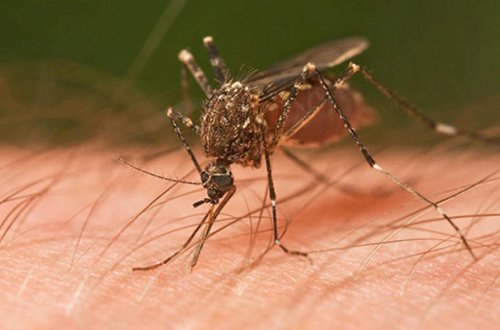 Fransada qəribə qərar - Ağcaqanadlar bu şəhərə girə bilməz