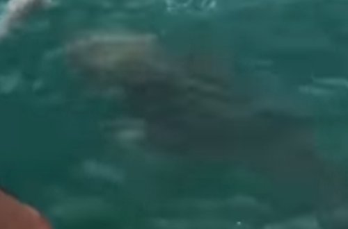 Nəhəng yırtıcı köpək balığını yedi - ANBAAN VİDEO