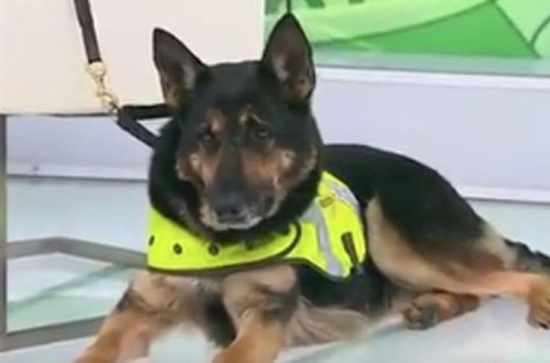 Narkokartellərin həyatını cəhənnəmə çevirib – İtin başına 200 milyon mükafat qoyuldu