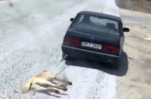 Qandonduran olay: İti maşının arxasına bağlayıb sürüdü - VİDEO