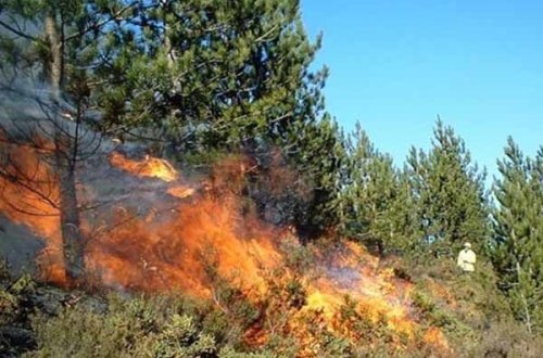 Ağsuda meşə yanır