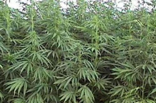 2 tondan artıq narkotik məhv edildi