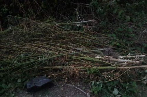 Meşədə narkotik əkən şəxs tutulub - FOTO