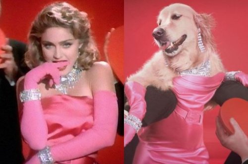 Madonnanı yamsılayan it sosial medianın gündəmində - FOTO