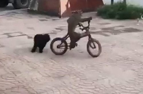 Bəzilərindən daha yaxşı velosiped sürə bilən meymun - VİDEO