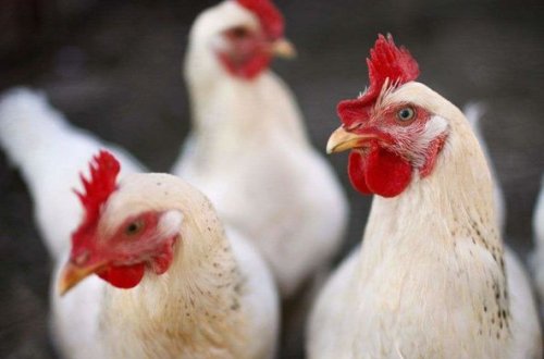 Virtual karabakhyuxarı Rusiyadan gətirilən toyuq ətinə – QADAĞA