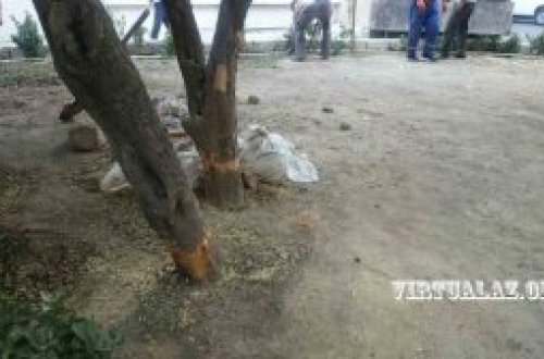 Bakıda “kislota” ilə ağac qətliamı davam edir - BU DƏFƏ NƏRİMANOV RAYONUNDA