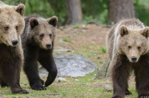 Ayılara yem verdiyinə görə min dollar cərimələndi